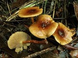 Pholiota multicingulata image