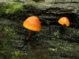 Gymnopilus ferruginosus image