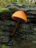 Gymnopilus ferruginosus image