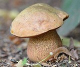 Boletus luridus image