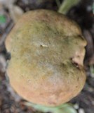 Boletus luridus image