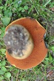 Boletus luridus image