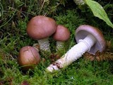 Stropharia hornemannii image