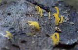 Calocera cornea image