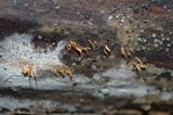 Calocera cornea image