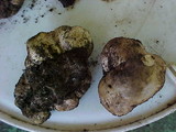 Scleroderma areolatum image