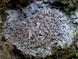 Bilimbia sabuletorum image