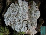 Pertusaria hymenea image