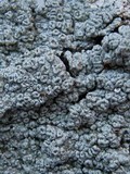 Pertusaria hymenea image