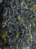 Leptogium cyanescens image