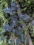 Leptogium lichenoides image