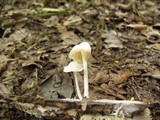 Marasmiellus subnigricans image