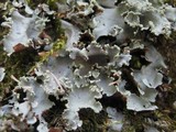 Parmotrema perlatum image