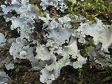 Parmotrema perlatum image