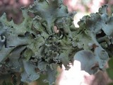 Parmotrema austrosinense image