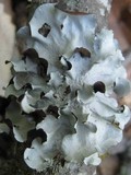 Parmotrema austrosinense image