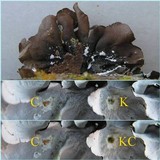 Parmotrema austrosinense image