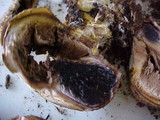Scleroderma areolatum image