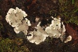 Kretzschmaria deusta image