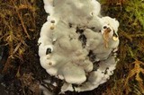 Kretzschmaria deusta image