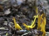 Clavulinopsis fusiformis image