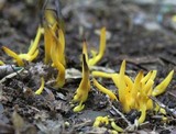 Clavulinopsis fusiformis image