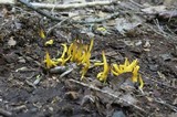 Clavulinopsis fusiformis image