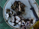 Scleroderma areolatum image