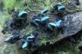 Chlorociboria aeruginascens image