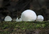 Crepidotus malachius image