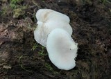 Crepidotus malachius image