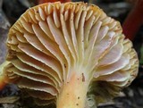 Hygrocybe appalachiensis image