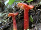 Hygrocybe appalachiensis image