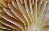 Hygrocybe appalachiensis image