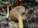 Hygrocybe appalachiensis image