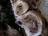 Scleroderma areolatum image