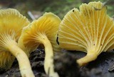 Cantharellus appalachiensis image