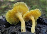 Cantharellus appalachiensis image