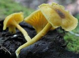 Cantharellus appalachiensis image