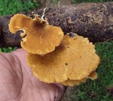 Antrodiella versicutis image