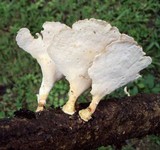 Antrodiella versicutis image
