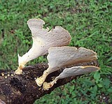 Antrodiella versicutis image