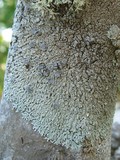 Physcia neogaea image