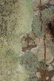 Dirinaria purpurascens image