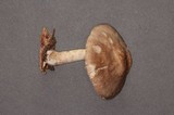 Pluteus petasatus image