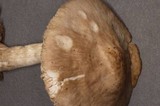 Pluteus petasatus image