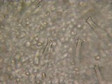 Pluteus petasatus image