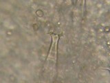 Pluteus petasatus image