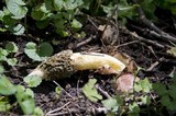 Phallus hadriani image