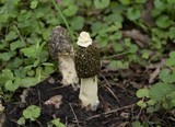 Phallus hadriani image